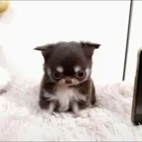 t/g