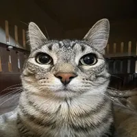 @meomeocute
