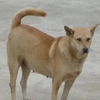Chú chóa hiền hậu,nữ tính,ngoan ngoãn