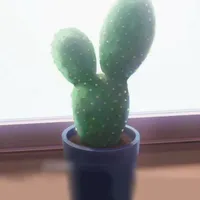 Choki
