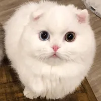 bé bông