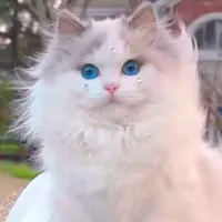 Mimi