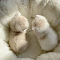 cục dzàng chu che 😚😚