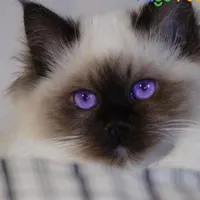 Haitani Ran - mèo Ragdoll