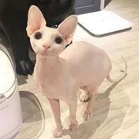 Sanzu Haruchiyo - mèo Sphynx.