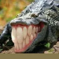 Crocodile depzai