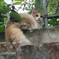 tác giả