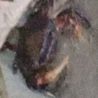 ht