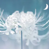 Thiên Thiên {Thánh Quang Thiên Sứ}