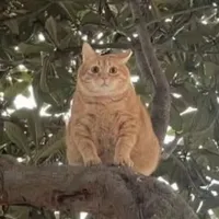 con mèo (béo)