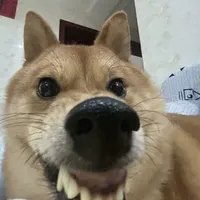 tgiả tổng đài