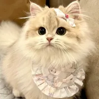 t/g cute