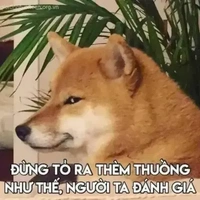đa nvp