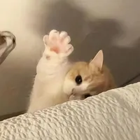 Tác Giả Nè 
