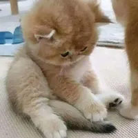 cá(tác giả)