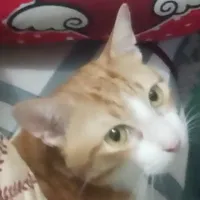 t/g