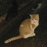 t/g
