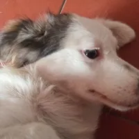 Trắng ơi, tau nhớ mày lém