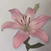người làm thuê