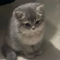 mèo chiaki💕