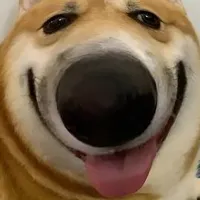 nvp