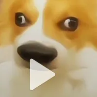 nvp
