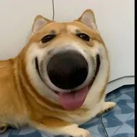 t/g khùng