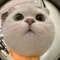 t/g cte phô mai que