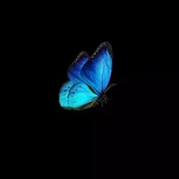 Bươm bướm 🦋