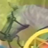 Ngựa 🐴
