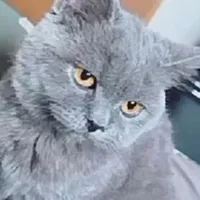 t/g cute