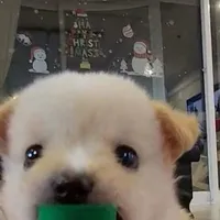 bòn bon siu lười:))