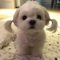 You (Cân các loại vai)