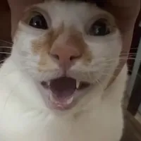 t/g