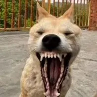 t/g  trùm sai chính tả