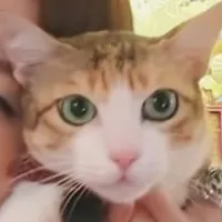 loài mèo biết đi