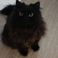 Raven