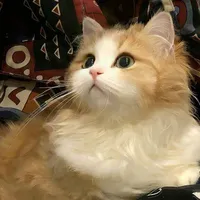 meow