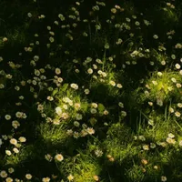 @Mori_natsu🌿