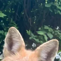 @The_fox95