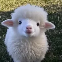 @_Sheep_