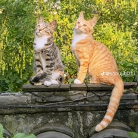 @_LNTV😼_