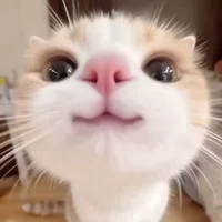 Tác giả
