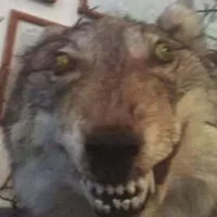 Tác Giả hở tí hóa sói