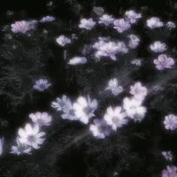 Y/n