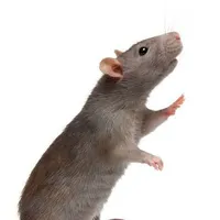 chuột chuyện kể