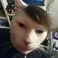 mango ca cat