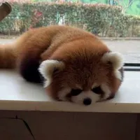 tác giả