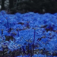 mn