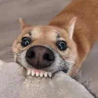 cảnh báo có T/G